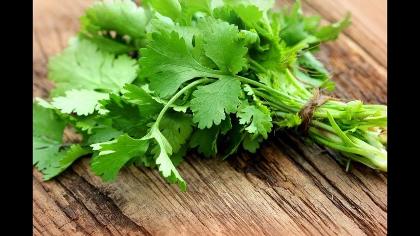 How to preserve parsley: a basic guide to keep it fresh