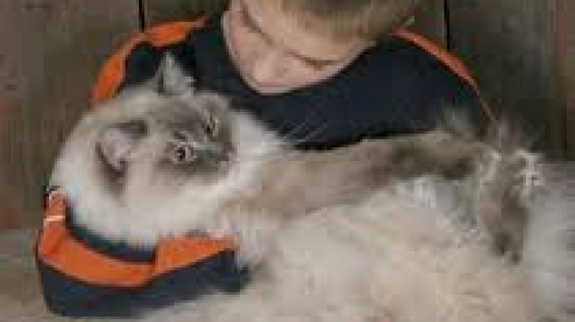 The cuddly nature of a Ragdoll cat