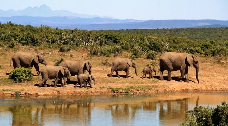 Elephant's Nature Park