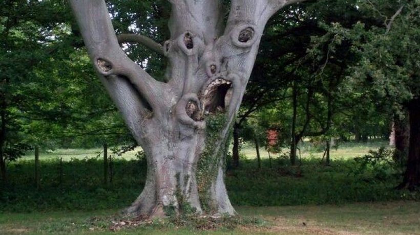 Famous Trees of Britain