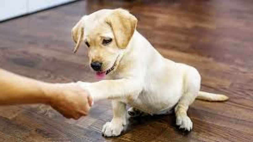 The right way to treat your dog with food.