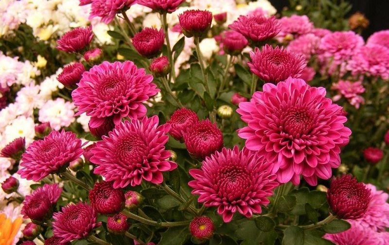 Chrysanthemums: Planting And Care In The Open Field