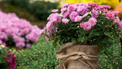 Chrysanthemums: Planting And Care In The Open Field