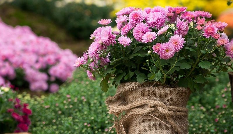 Chrysanthemums: Planting And Care In The Open Field