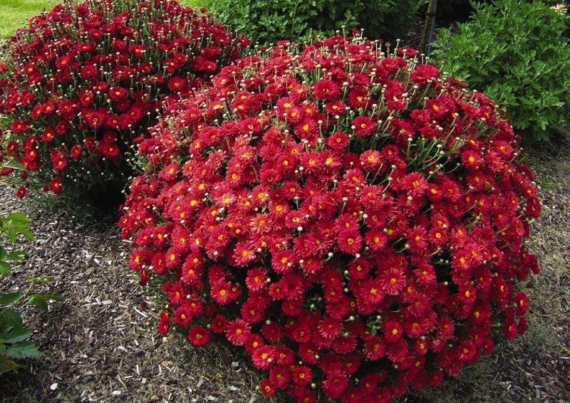 Chrysanthemums: Planting And Care In The Open Field