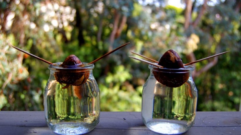 How to Germinate Peach Seeds in Your Garden
