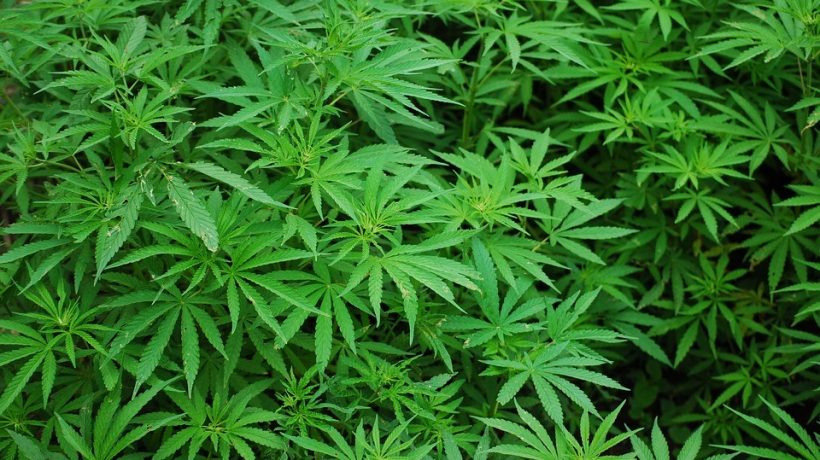 Can cannabis help the earth