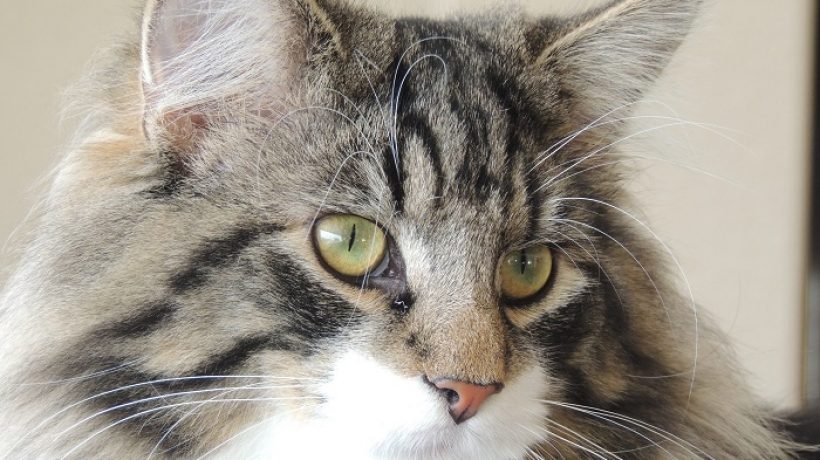 How Cats See? Discover the Answer and Some Factors