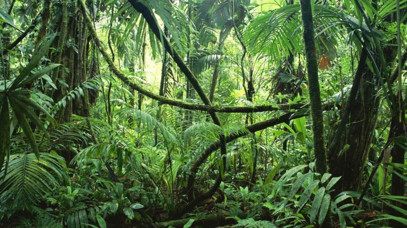 Congo Forest Tour: The Second Largest Rain Forest in the World
