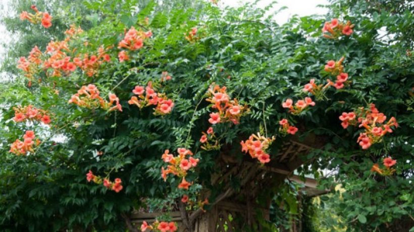 How to Care for a Creeper Plant
