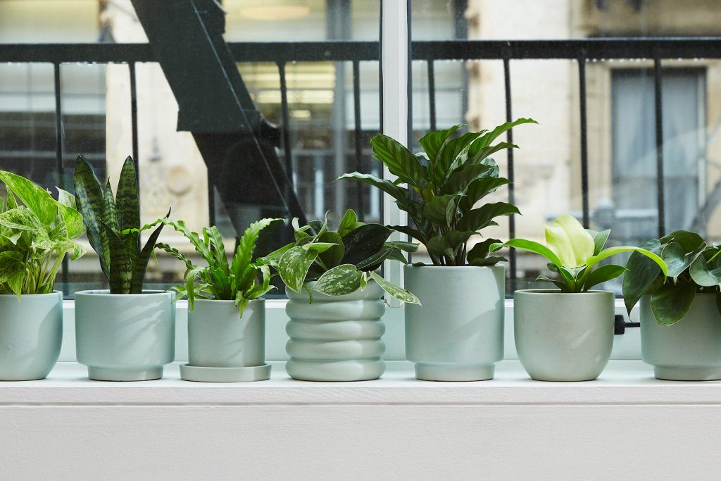 low light exotic house plants
