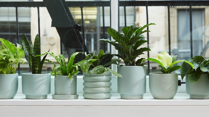How to Design With Low Light Exotic House Plants