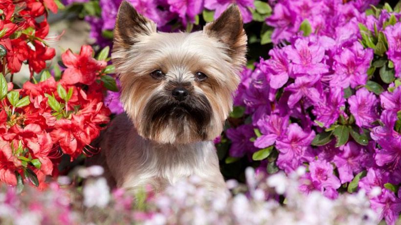 What Are the Toxic and Safe Plants for Pets