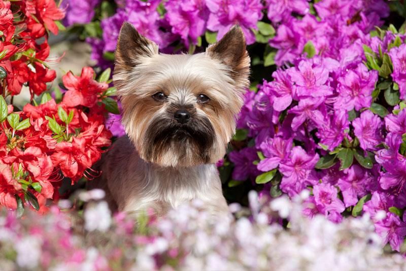 what plants are toxic to pets
