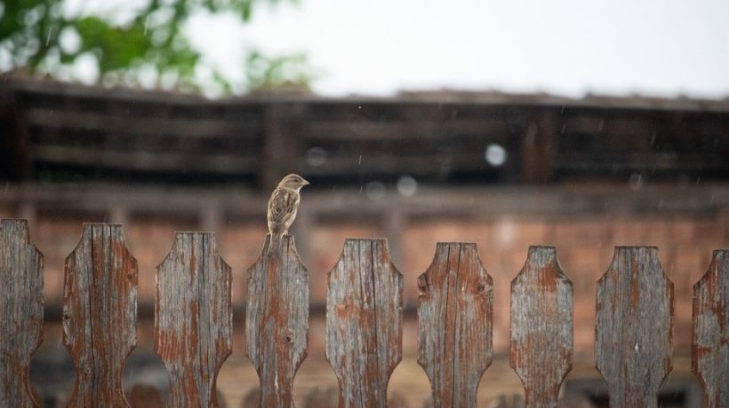 Should You Pressure Wash Your Fence Before Staining It?