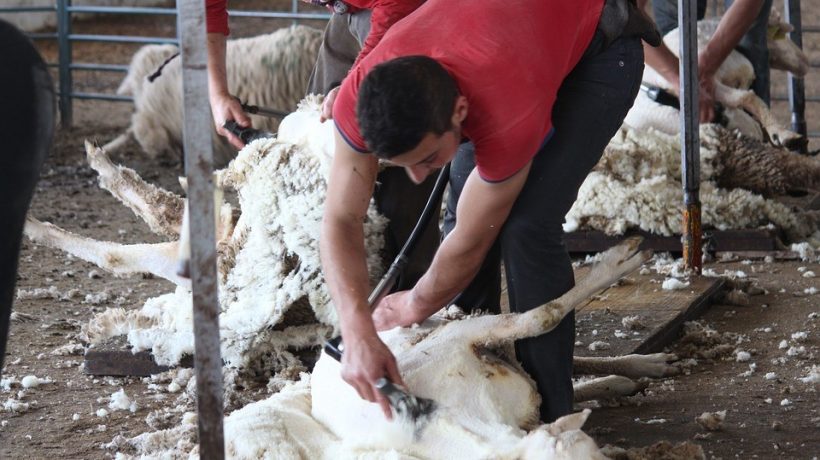What are the properties of merino wool?