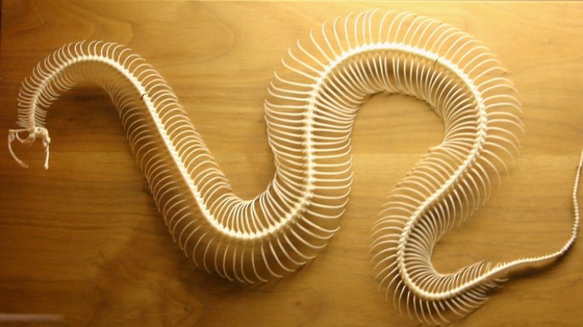 Do snakes have bones?