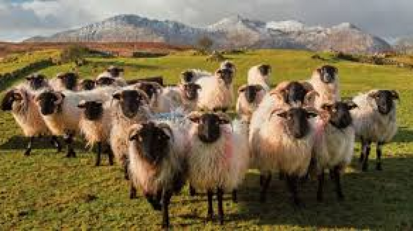 To wear an Aran Sweater is like wearing history.