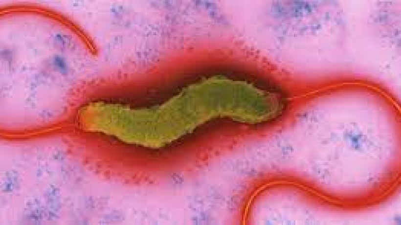 What is Campylobacter?