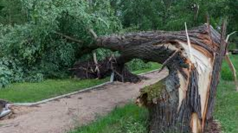 When you might need emergency tree services
