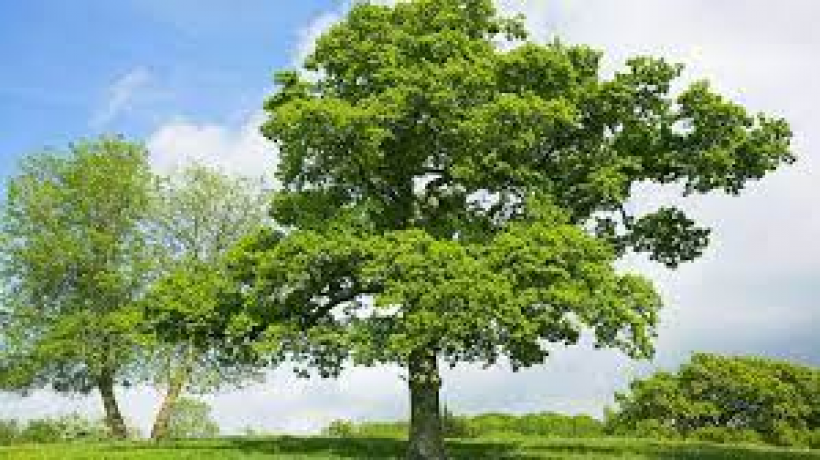 The Benefits of Oak Cladding