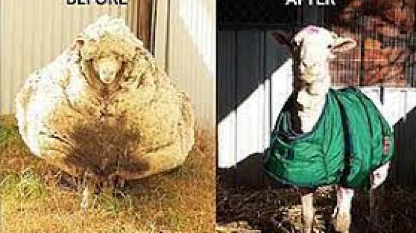 What happens if you don’t shear a sheep