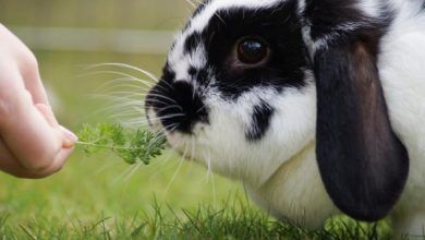 can rabbits eat parsley