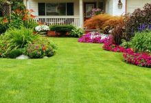 choose plants for your yard