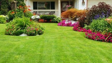 choose plants for your yard