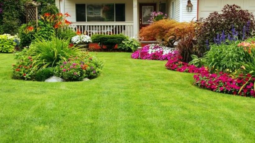How do you choose plants for your yard?