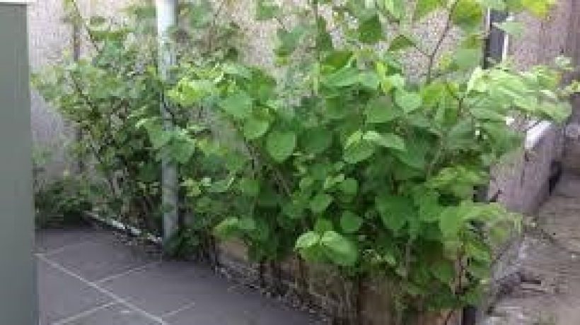 How to Manage Japanese Knotweed and Why it Should be Taken Seriously