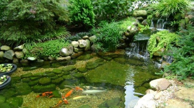 Fish Pond Maintenance Tips