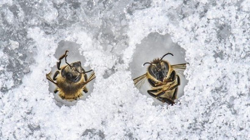 What do bees do in the winter?