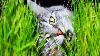 Why cat eat grass