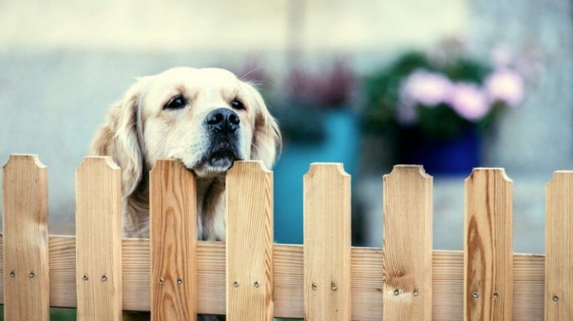 Best Materials for Your Kennel Fence