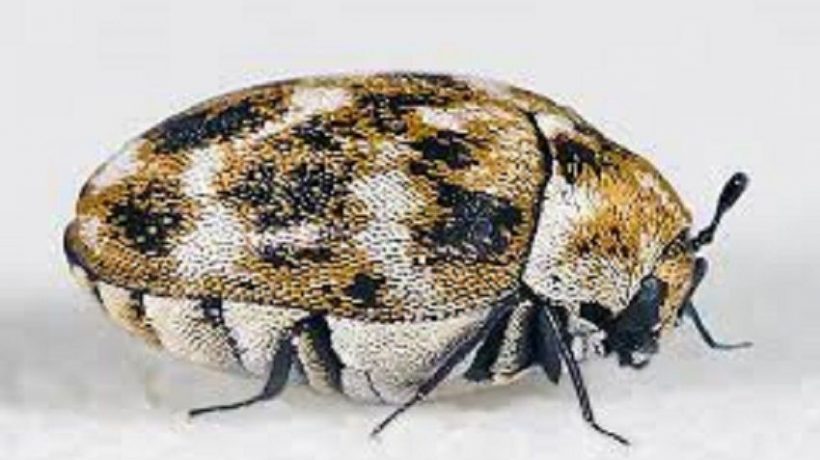 What Are Dermestid Beetles?