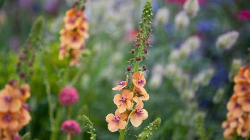 How To Grow Agastache Apache Sunset – An Easy Plant To Grow Indoors