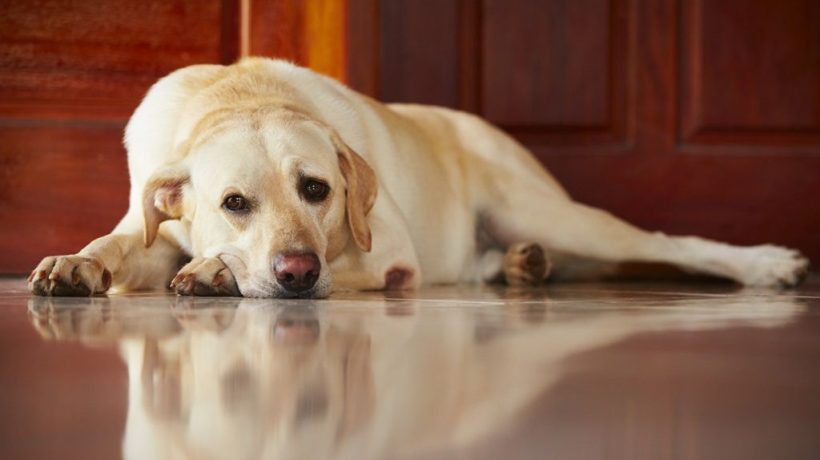 How to Tell if Your Dog is Pregnant?