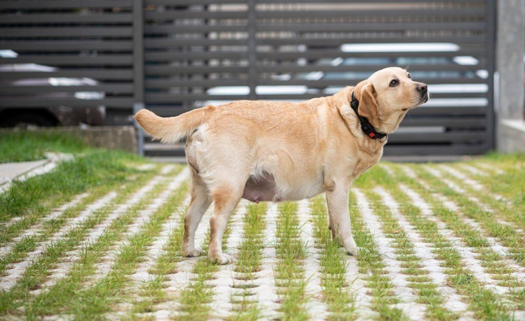 How Can I Tell if My Dog is Pregnant Without a Test?