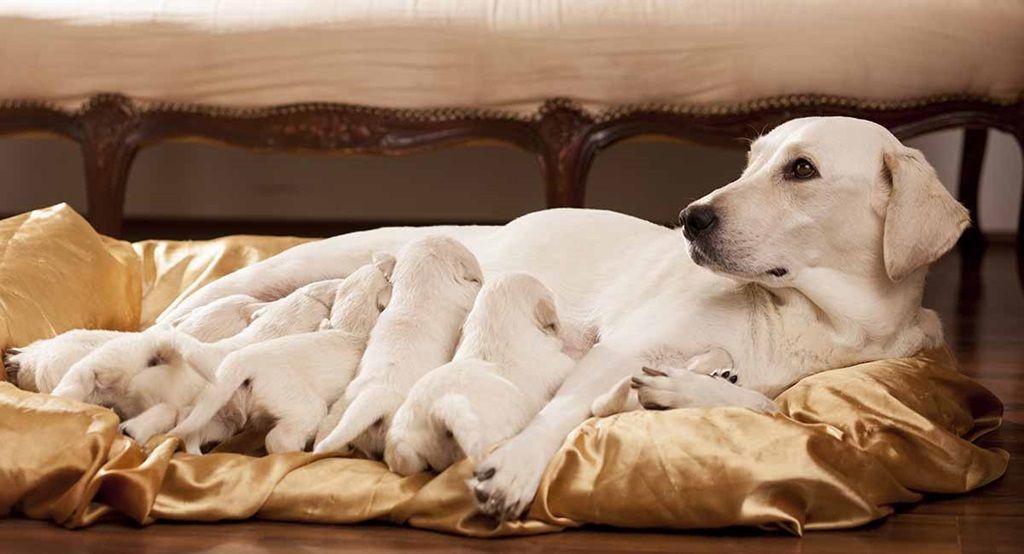 How to Tell if Your Dog is Pregnant