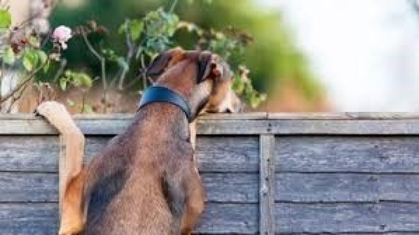 Create a Garden Haven for Your Dog