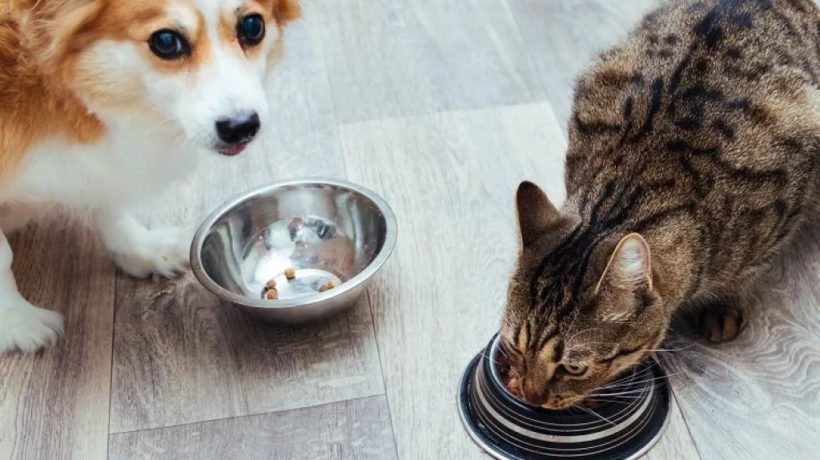 Is Cat Food Bad for Dogs? A Closer Look at What Happens When Dogs Eat Cat Food