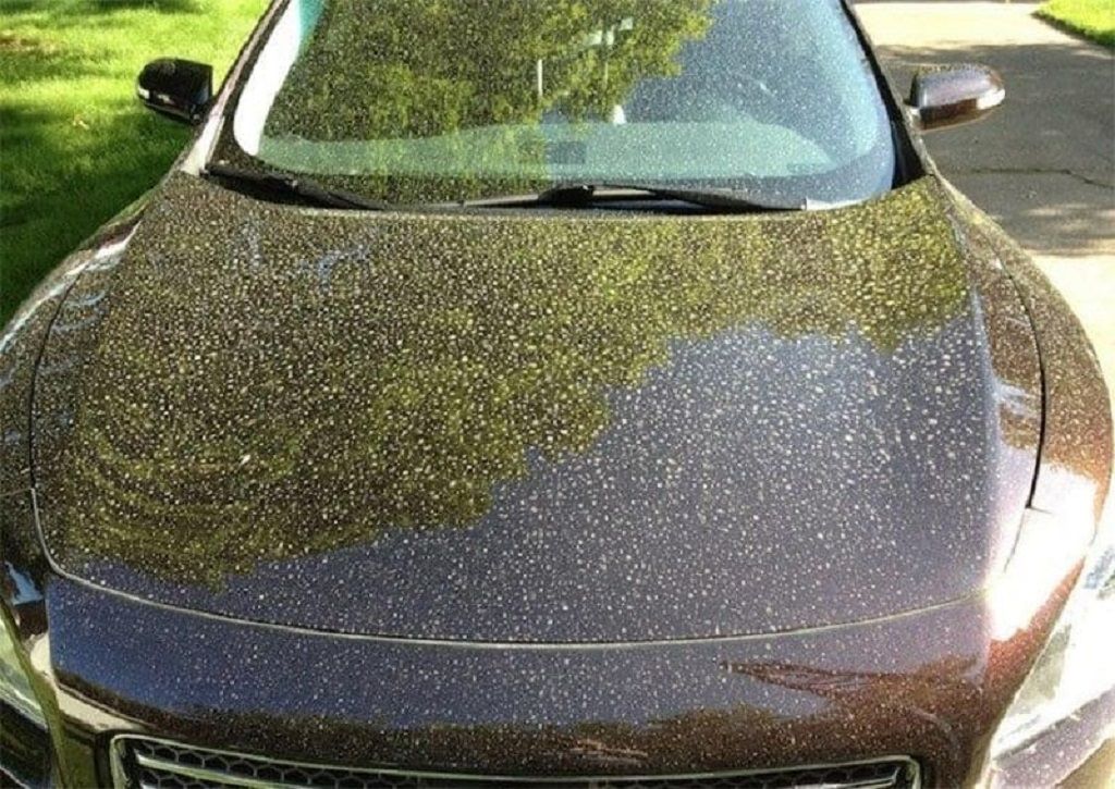 How do you remove pollen from car paint