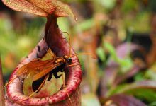 How to germinate carnivorous plant seeds?