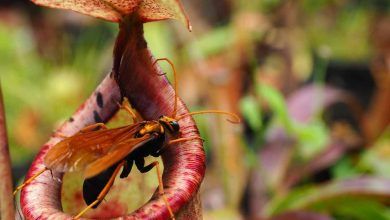 How to germinate carnivorous plant seeds?