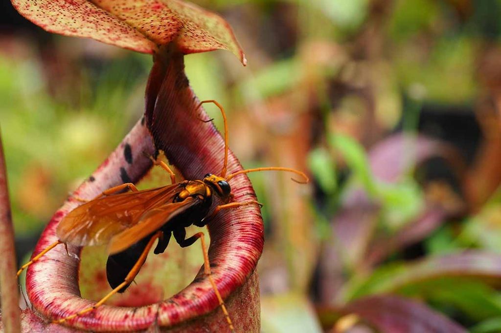 How to germinate carnivorous plant seeds?