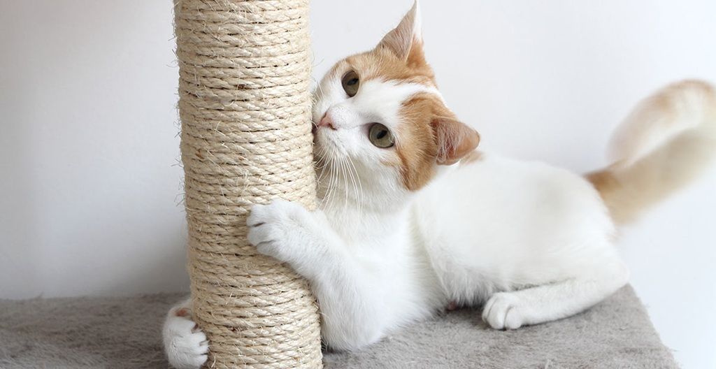 How to Stop a Cat From Scratching Furniture Without Declawing