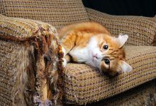 How do I stop my cat from scratching my furniture?