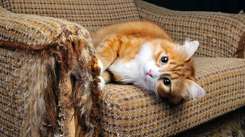 How to Stop a Cat From Scratching Furniture Without Declawing