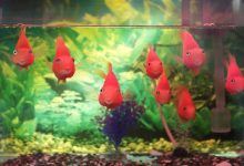 Understanding the Role of Beneficial Bacteria in Your Aquarium